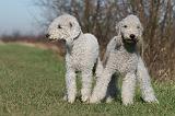 BEDLINGTON TERRIER 168